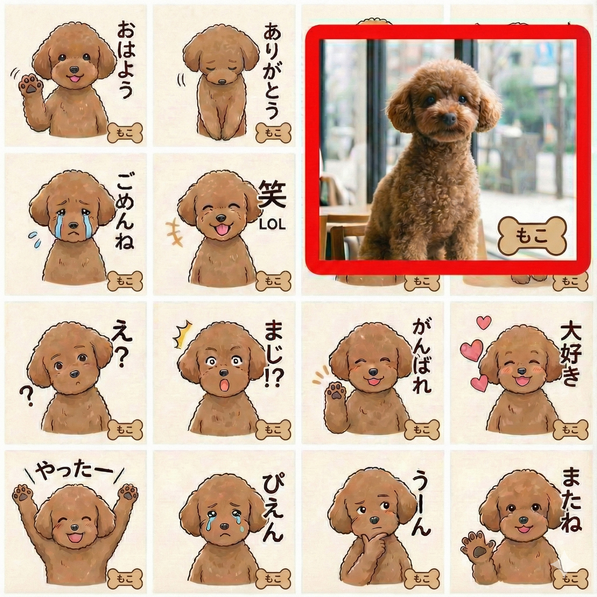 トイプードル実績